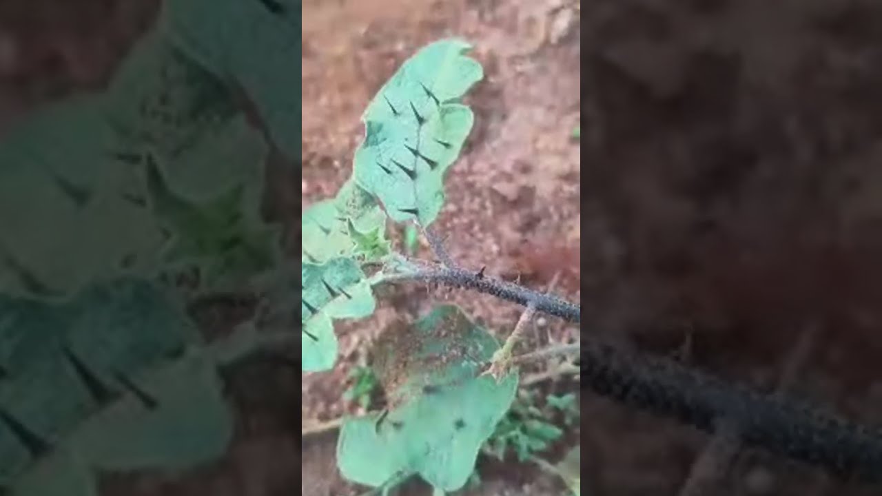 மாலை நேரம்