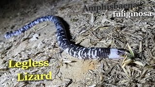 Legless Lizard or Black and White Worm Lizard ( Amphisbaena fuliginosa ) Legless Lizard or Black and White Worm Lizard ( Amphisbaena fuliginosa ) sometimes mistakenly called a two headed snake or black and white Coral  are non-venomous reptiles with black and white mosaic patterned  cylindrical body. They have very small eyes with a translucent scale over them and body scales in rings. They have a rounded snout above their mouth and strong jaws with sharp teeth for feeding on invertebrates.They can reach lengths of 30-70cm (head to tail) and can weigh approximately 100g at full size. 
Their skin is loose and makes  them move in a accordion like fashion .They spend most of their time burrowing through soil with its head similar to the movements in worms. It rarely surfaces during the day and only do this during 
heavy rainfall, flooding, or when it is unearthed by human activities such as ploughing. 
They are mainly found on their own however in rare occasions they may be found paired with a 
female during mating. Not much is known about their reproductive lifestyle however they
