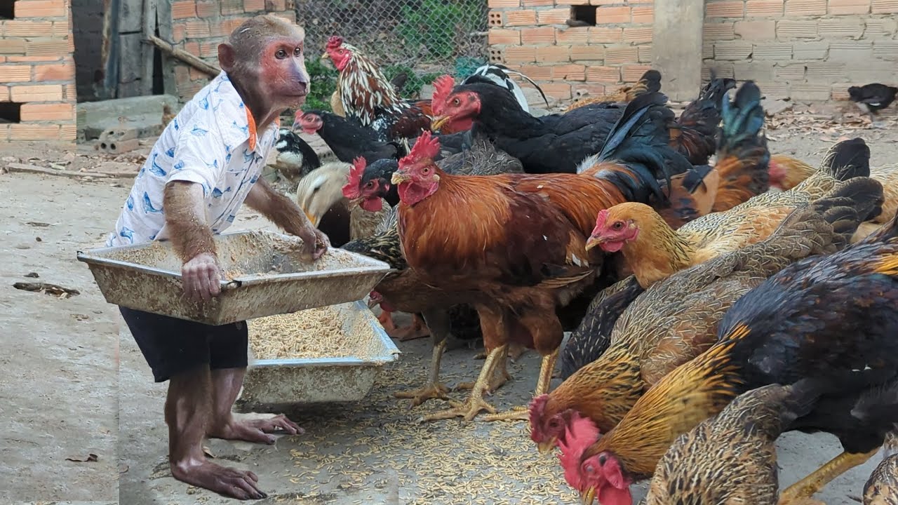 Abu farmer enlisted to help his mother feed the chickens