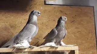 Usbekische Doppelkuppige/Uzbek Pigeons/Узбекские голуби.