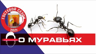 Коротко о Муравьях от Репича