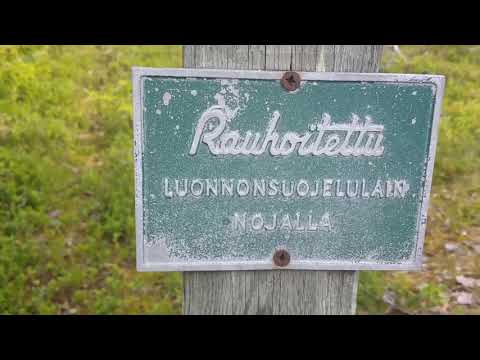 Video: Vuori Rauhallinen Mänty: Laatu 