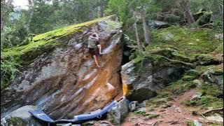 Small Jack - 7c (Magic Wood)