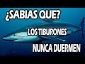 ¿SABIAS QUE? Los Tiburones No Pueden Dormir