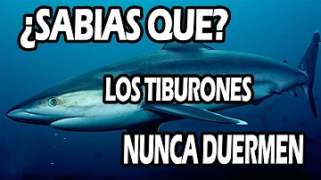 ¿Qué hacen los tiburones por la noche?