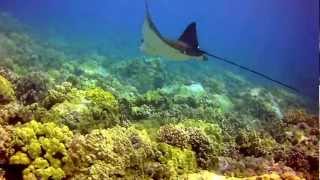 Kona Scuba Diving Eagle Ray and Cuttlefish