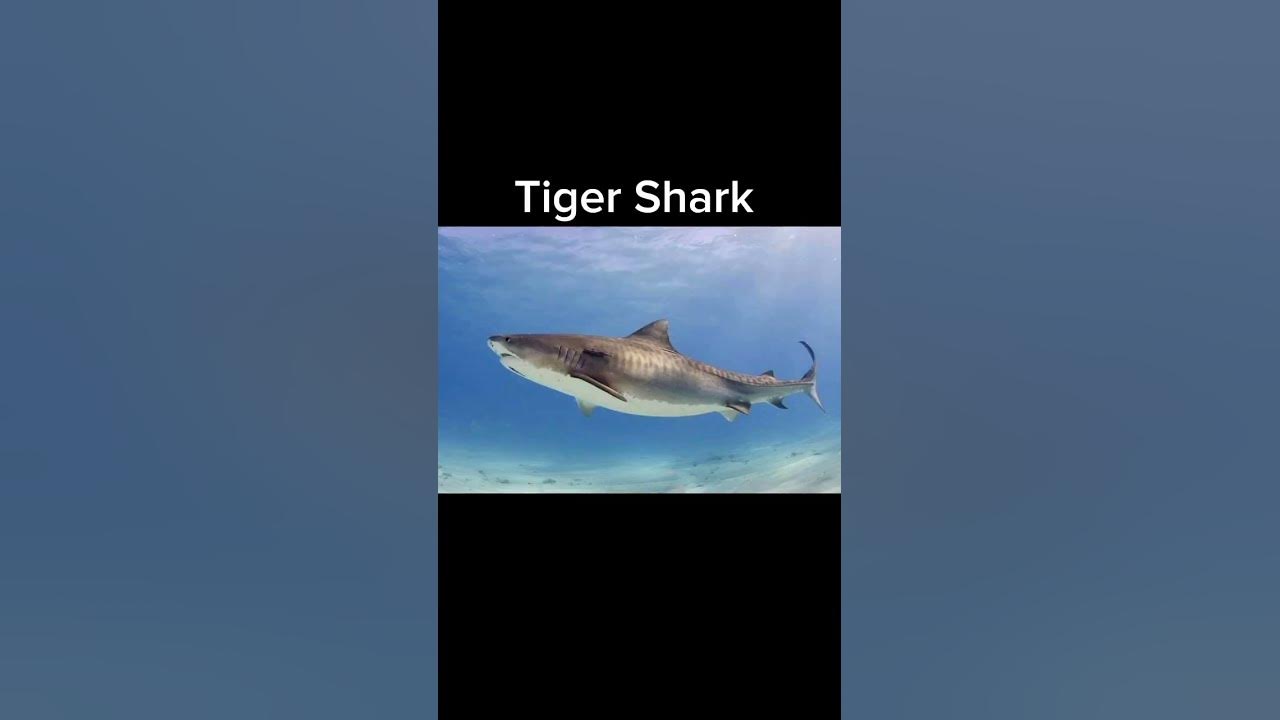 the-animal-most-likely-to-kill-you-from-each-state-youtube