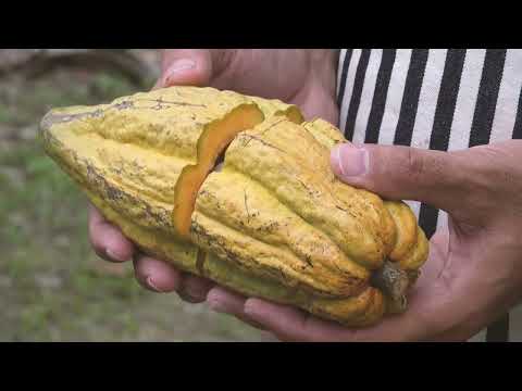 تجربتي مع زبده الكاكاو