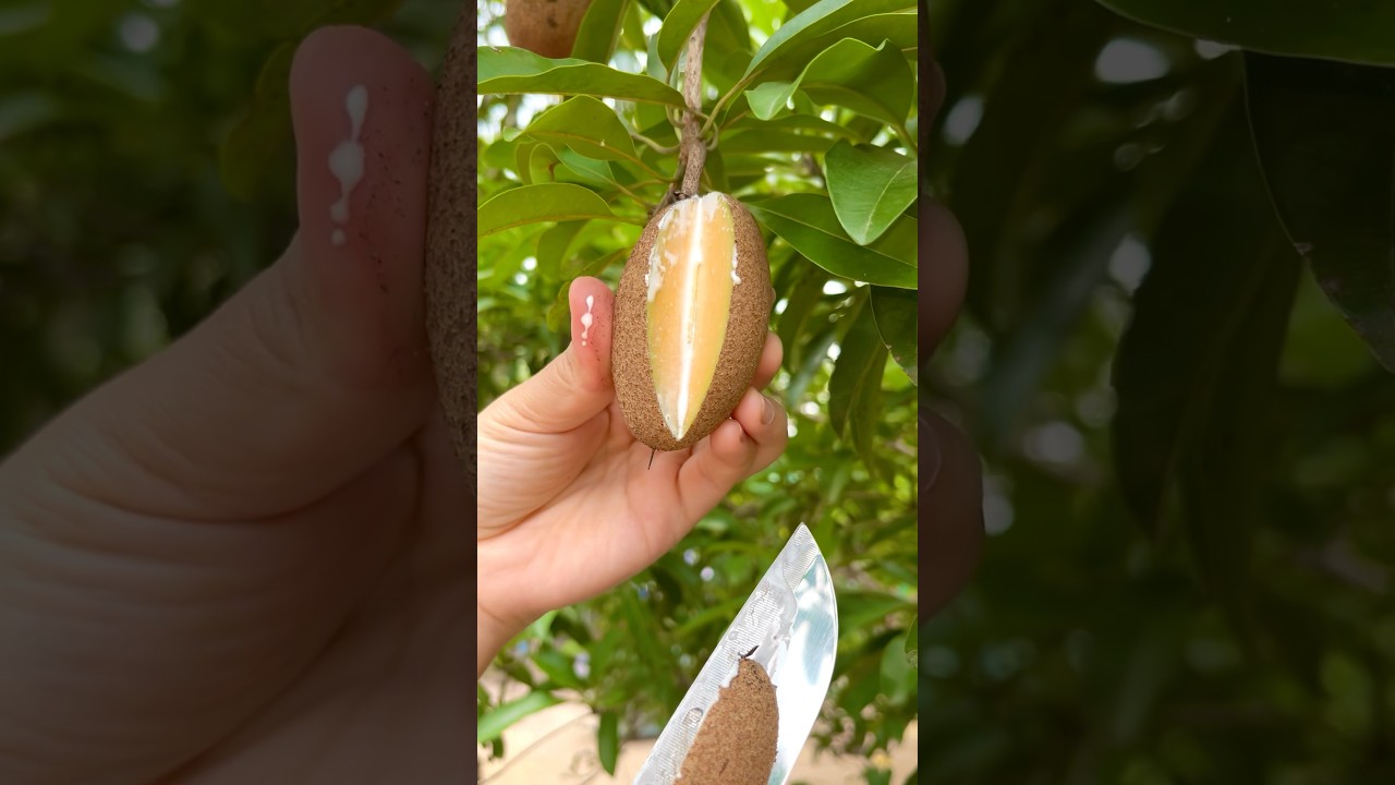 Sapodilla on the tree 