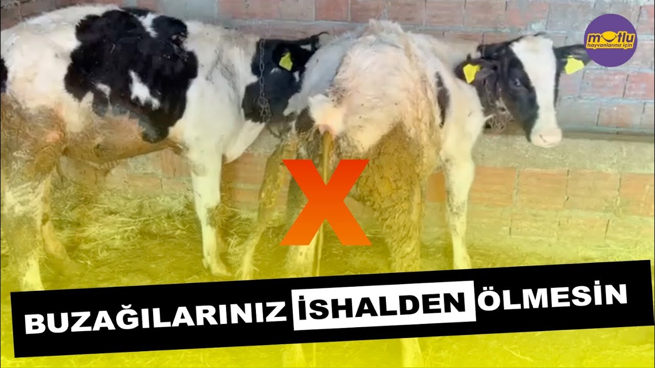 Buzağılarınız İshalden Ölmesin | DiaDerm İshal Kesici