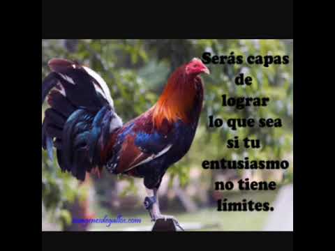 Gallos Finos Con Fraces Youtube