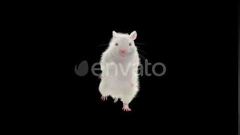 Rat Dancing 4K | Motion Graphics - Envato elements