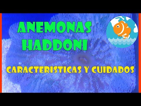 Vídeo: Anêmona Narciso