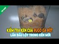 Kiểm tra kén của Rugo Cà rốt sau lần đầu lột trong kén mới | Kén lột xác của ốc mượn hồn