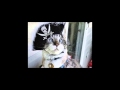 Miniature de la vidéo de la chanson Le Chat