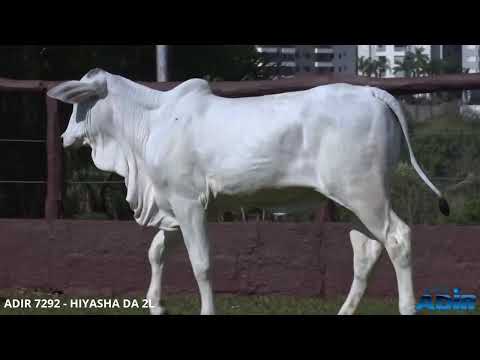 ADIR 7292 - HIYASHA DA 2L - LOTE 01