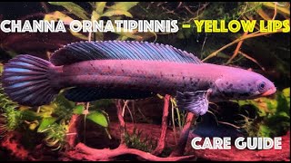 Channa Ornatipinnis - Yellow Lips Care Guide