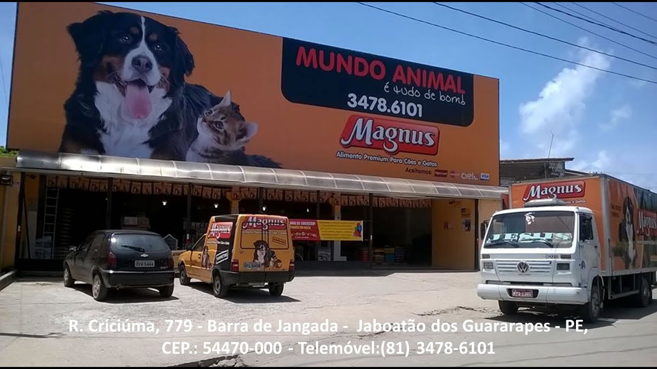 MUNDO ANIMAL - YouTube