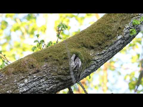 Video: Kus On üle 200 Aasta Vanad Puud? - Alternatiivne Vaade