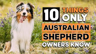 10 Things Only Australian Shepherd Owners Understand