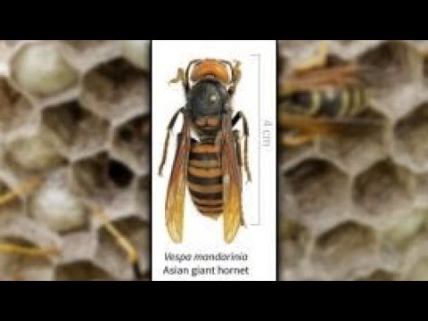 Japanese honeybees learned how to 'cook' murder hornet: report
