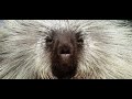 The Best of Teddy Bear the Porcupine