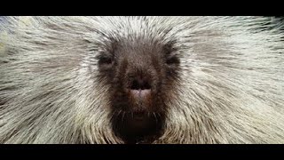 The Best of Teddy Bear the Porcupine