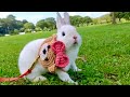 #72① 飼い主から逃げる？！広い公園を全速力ダッシュ！Do you run away from the owner? !! Dash at full speed in a large park!