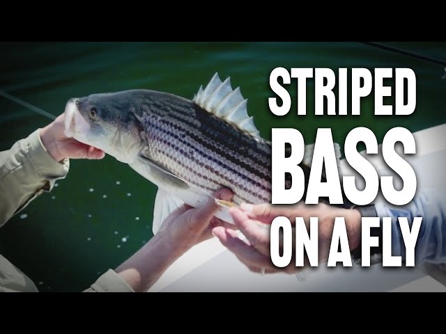 Striped Bass Fly Fishing