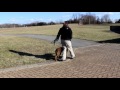 Saffy Heel Lesson Before and After Off Leash K9 Training