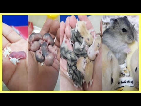 A video clip of a baby hamster growing up for 30 days after birth.