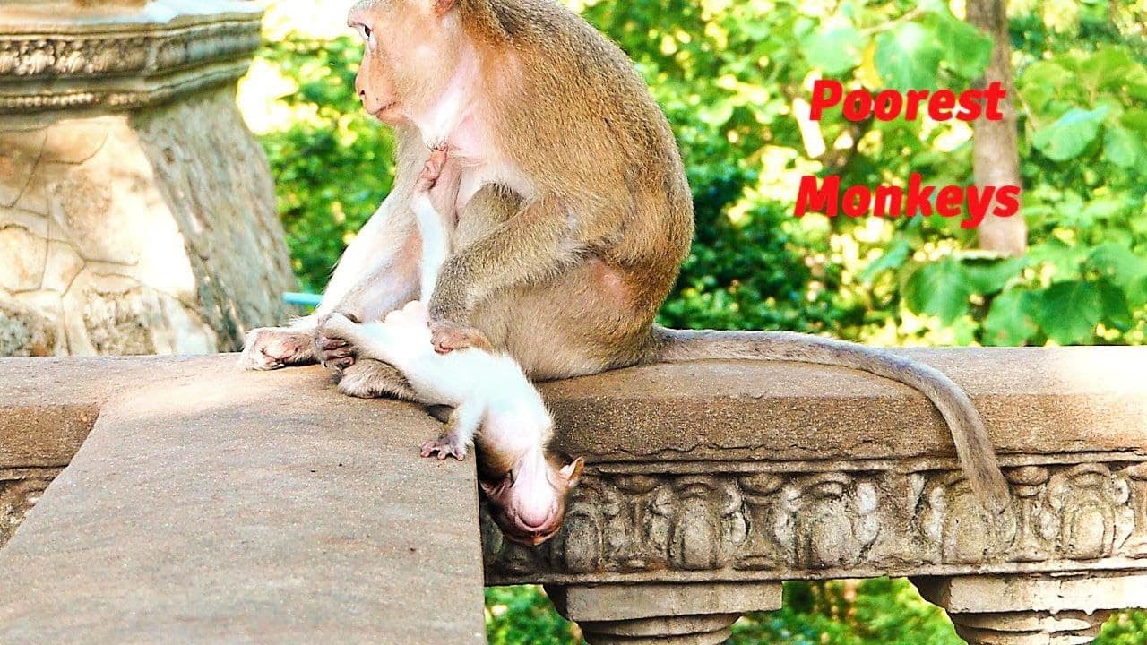 Poorest Mother Monkey Teva Looks Sad And Sits With Hungriness Accompanied by Lovable Baby Terrina