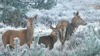 A Deer Migration You Have to See to Believe | National Geographic