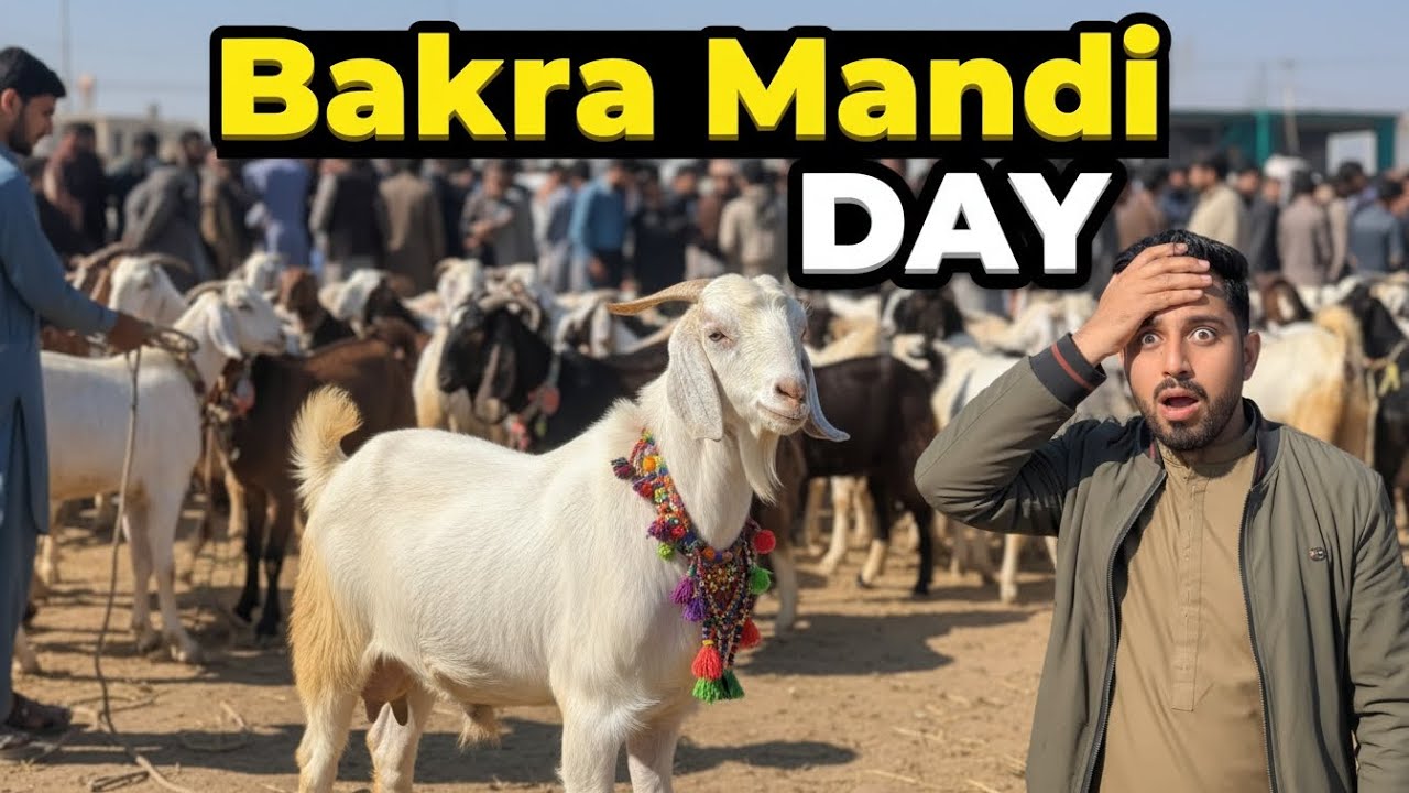 Huge Goats 🐐 and Huge People in...