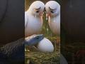 The Clever Trick That Saved the Pigeon’s Eggs😨| #ai #shorts #moral #viralshort #animation # Aishort