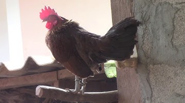 noob qaib qus pom 1 qaib poj