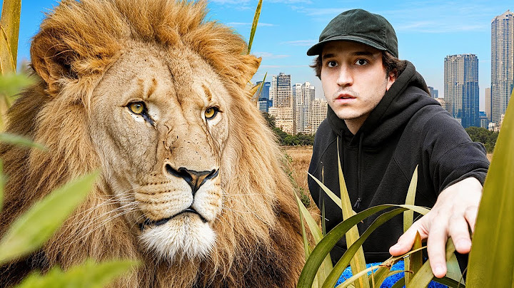La Única Ciudad con Leones Salvajes del Mundo