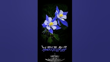 صباح الخير💙 اجمل حالات واتس اب💙مقاطع قصيره💙 قران كريم سورة اوخر الحشر هو الله💙عبد الباسط 💙بدون حقوق