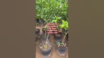 Cây Quýt đường cây choai đang trái | 0386569374 - Ngọc Ngân Bến Tre | Chuyên cây độc lạ