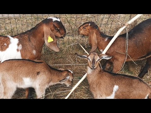 Video: Козу карындар менен бышырылган шарап картошкасы