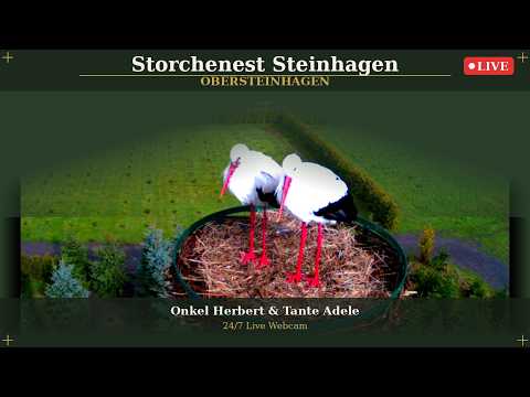 Livestream vom Storchennest Steinhagen / Obersteinhagen