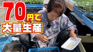 【安い！】【コンパニオンプランツ】のススメ!!