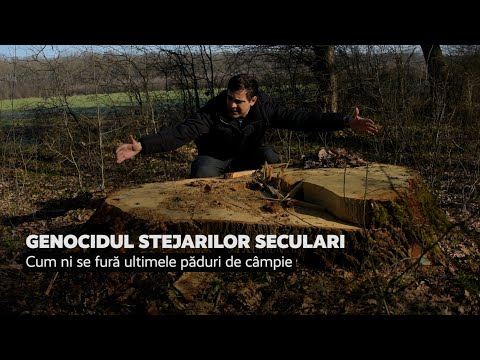 Genocidul stejarilor seculari: cum ni se fură ultimele păduri de câmpie