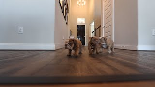 English Bulldog Puppies Take Over House