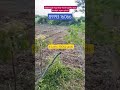 #warangal highway kolanupaka low budget open plots for sale #bibinagar open plots