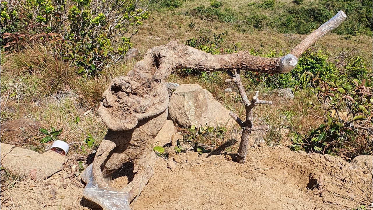 Cây xoan đào,,,S,,,992