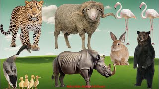 Familiar Animal Sounds: Cheetah, Duck, Sheep, Rhinoceros, Bear, Rabbit, Flamingo  Animal videos