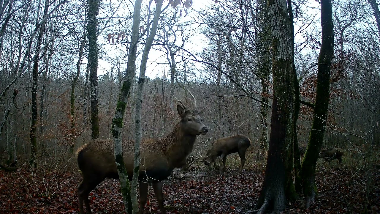 daguets et sangliers