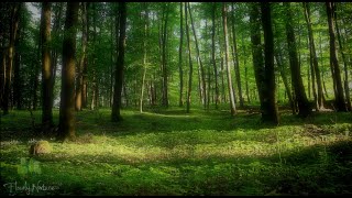 🌳 Relaxing Nature Sounds For Stress Relief, Bird Song, Forest Sounds