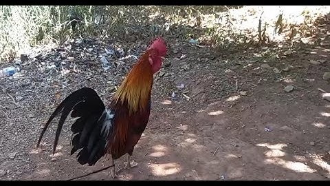 ขายไก่ต่อmuag qaib dib